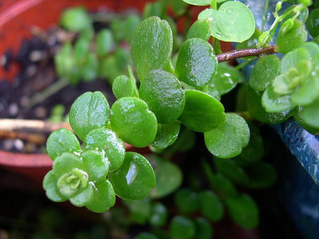  p>凹叶景天(拉丁文名: i>sedum emarginatum migo /i>)别名: a href=