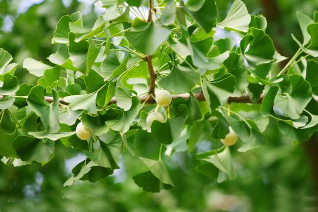 是银杏科,银杏属植物.