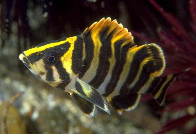  p>锯头平鲉(学名: i>sebastes serriceps /i>):最大体长可达41厘米