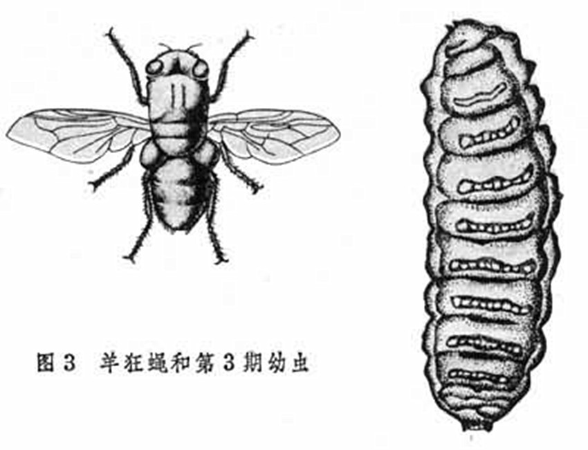 data-lemmaid="4699770">寄生虫病 /a>,由狂蝇科(oestridae)中的羊狂