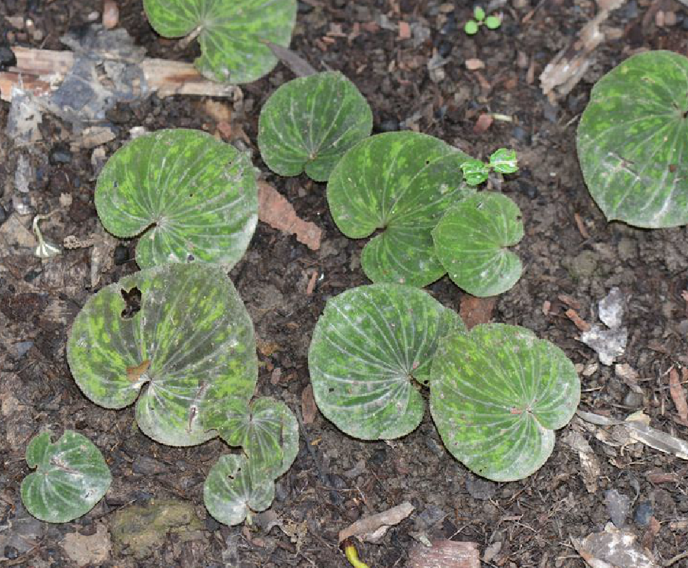  p>毛叶芋兰(学名: i>nervilia plicata /i> (andr.) schltr.