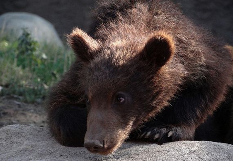 ursus arctos mandchuricus