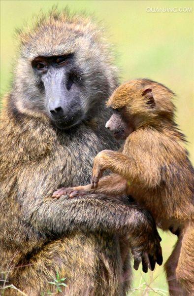  p>狒狒(学名: i>papio /i>):灵长目 a target="_blank" href="/item