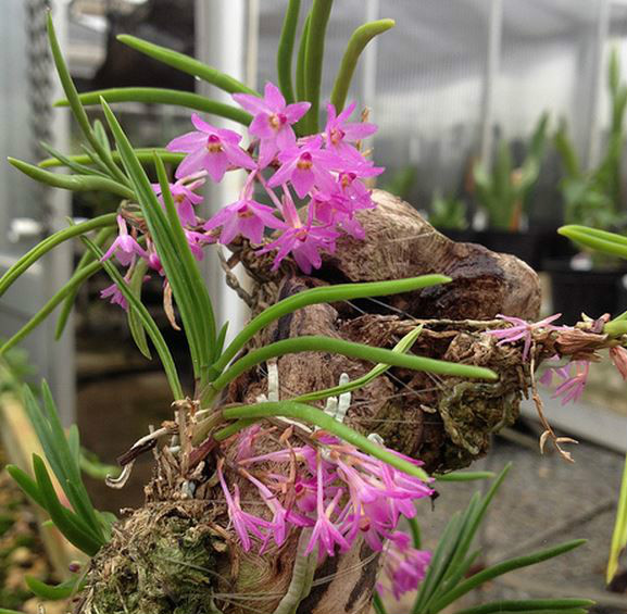  p>尖叶鸟舌兰(学名: i>ascocentrum pumilum /i>  (hayata)  schltr.