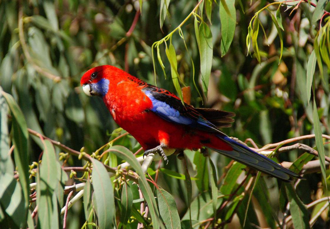  p>帝汶红翅鹦鹉(学名:aprosmictus jonquillaceus)是鹦鹉科红翅鹦鹉