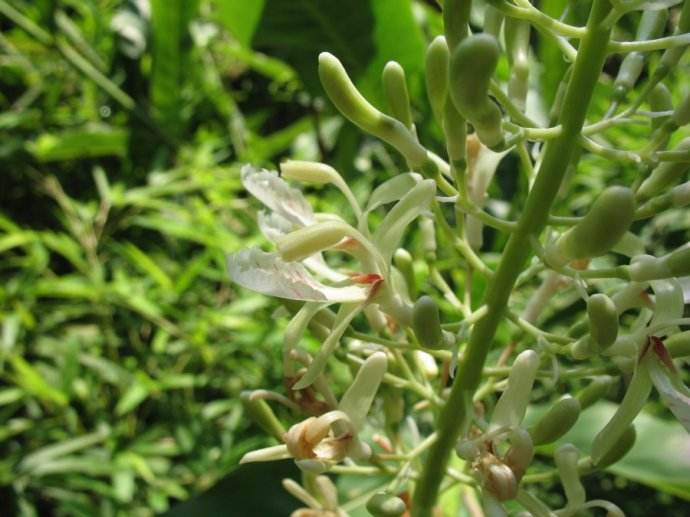  p>红苞距药姜(学名:cautleya spicata)是姜科黄盔姜(距药姜)属植物