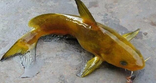  p>黄颡鱼(学名: i>pelte /i>o i>bagrus fulvidraco /i>)是鲿科,黄颡