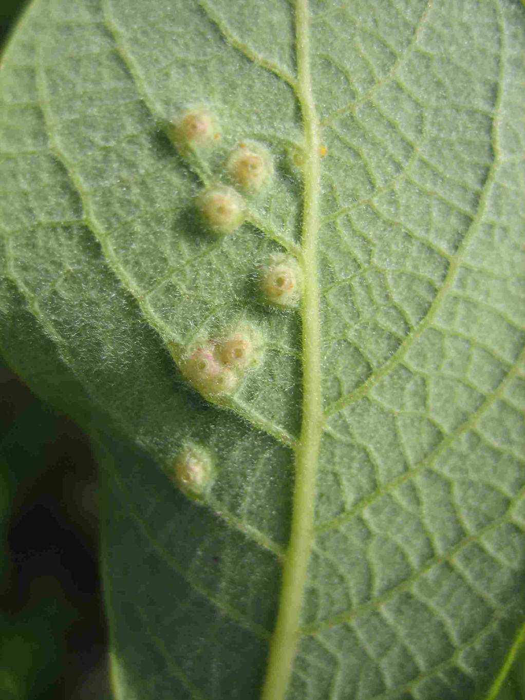  p>瘿蚊科(cecidomyiidae)是 a href="#" data-lemmaid="1622398">