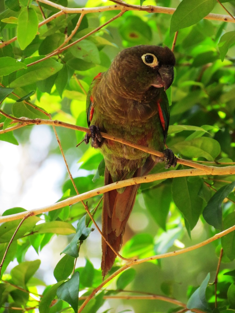 是 a href="#" data-lemmaid="5294797">红腹锥尾鹦鹉 /a>的一个亚种