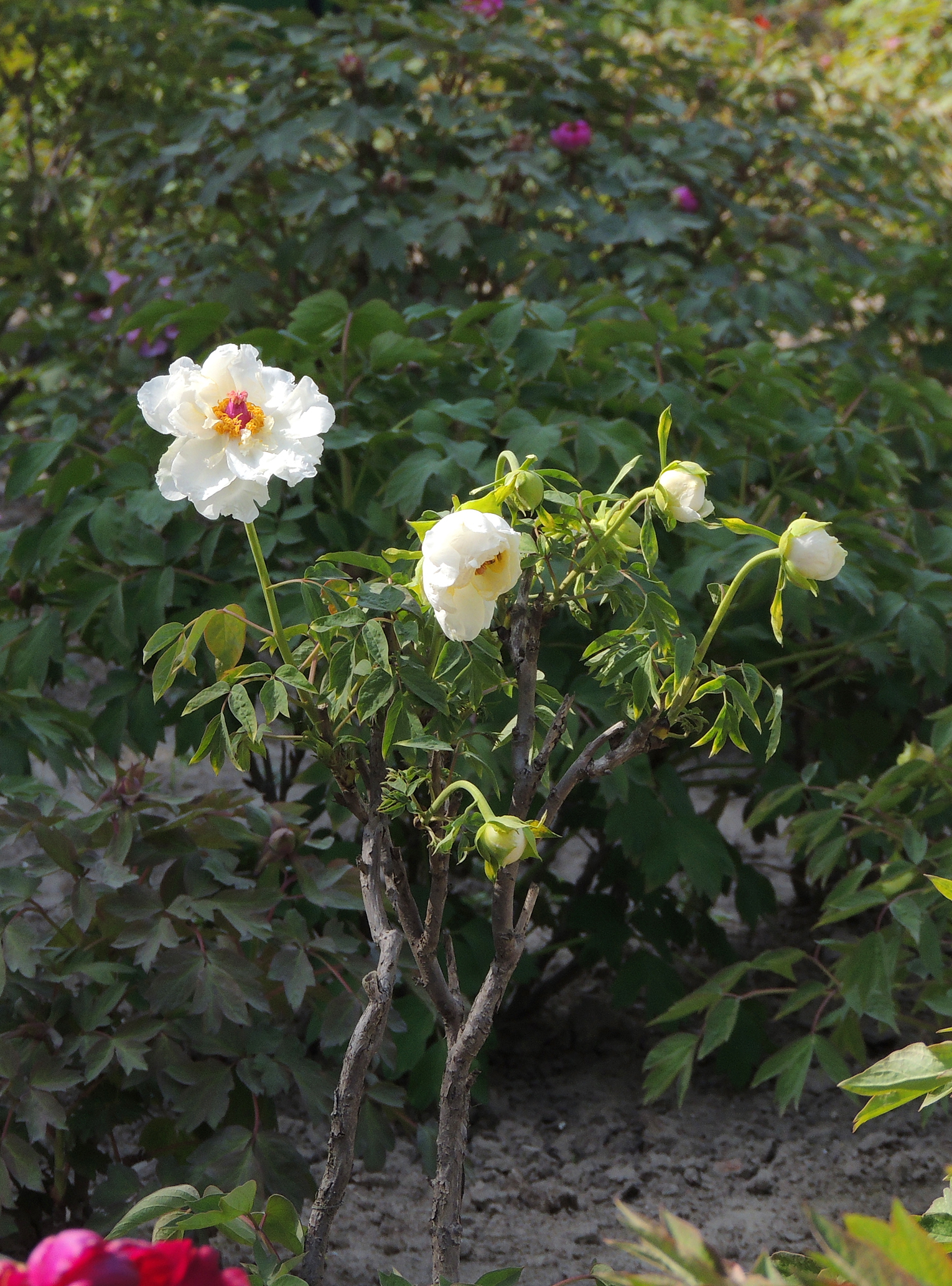 盐城枯枝牡丹园