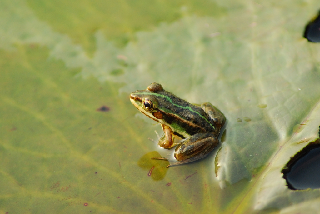  p>金线蛙是指 a href="#" data-lemmaid="8595889">金线侧褶蛙 /a>种