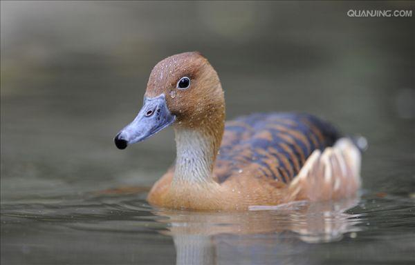  p>树鸭属(学名: i>dendrocygna /i>)为 a href="#">雁形目 /a>鸭科的