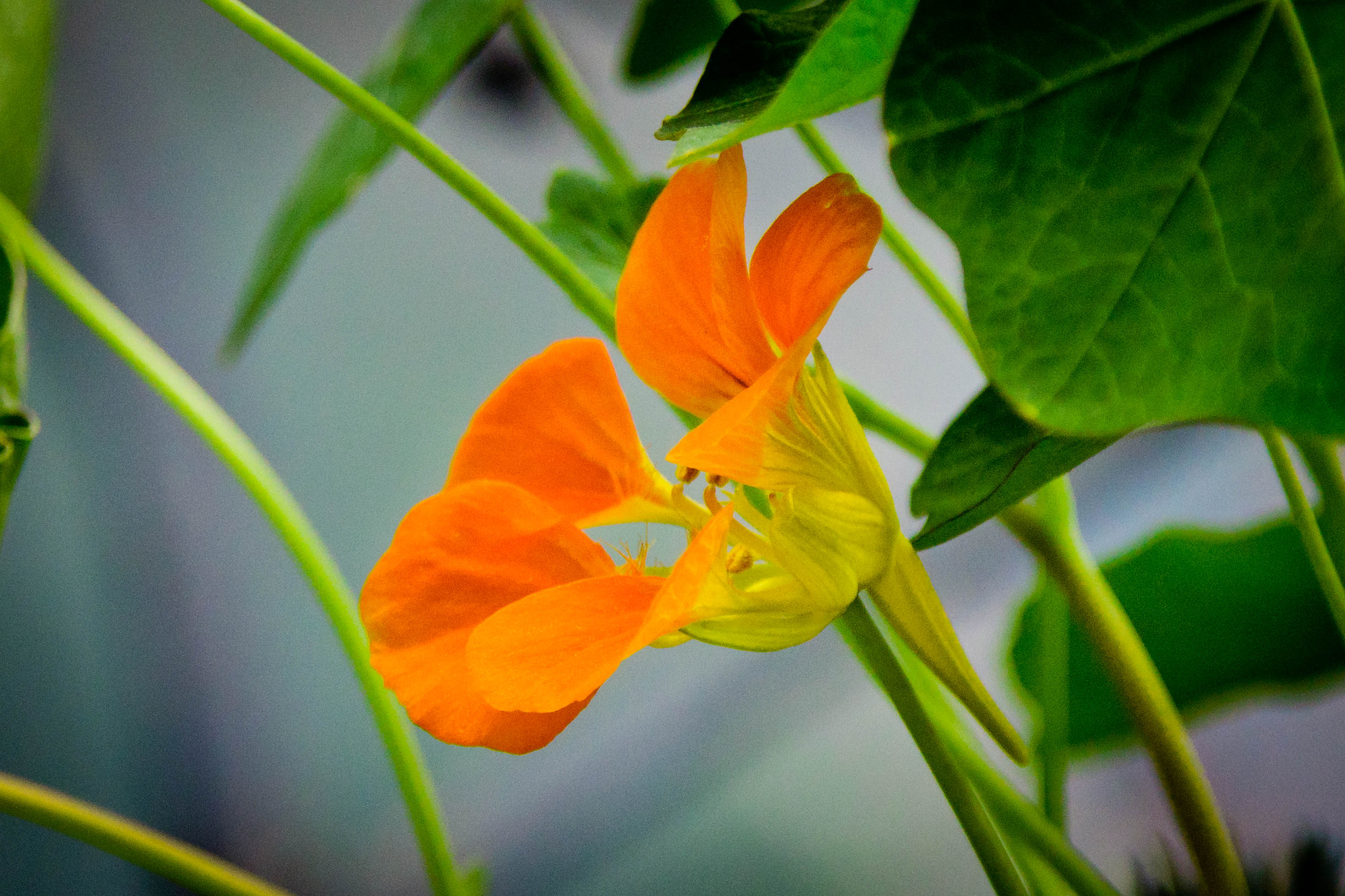  p>旱金莲,是双子叶植物纲, a target="_blank" href="/item/旱金莲科