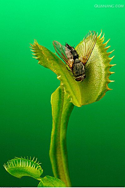  p>捕蝇草,( i>dionaea muscipula /i>),英文名称为venus flytrap,是