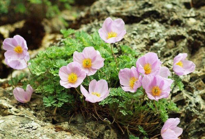  p>拟耧斗菜属,所属植物界,属毛茛科,毛莨目. /p>