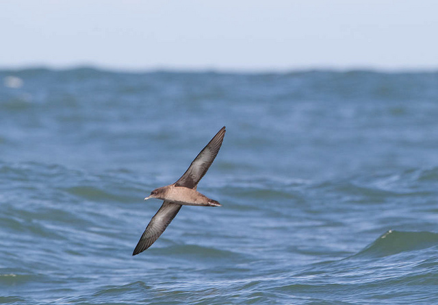 sooty shearwater