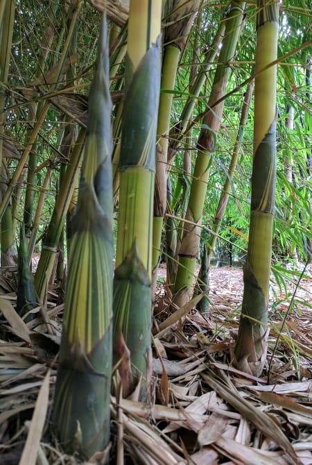 bambusa var.viridi—vittata