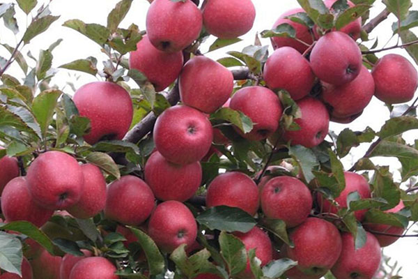延庆国光苹果