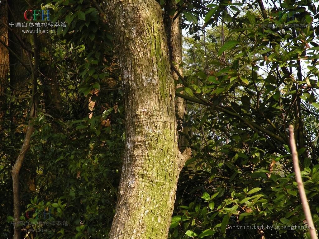 山毛榉目,壳斗科, a href="#" data-lemmaid="7564250">锥属 /a>乔木