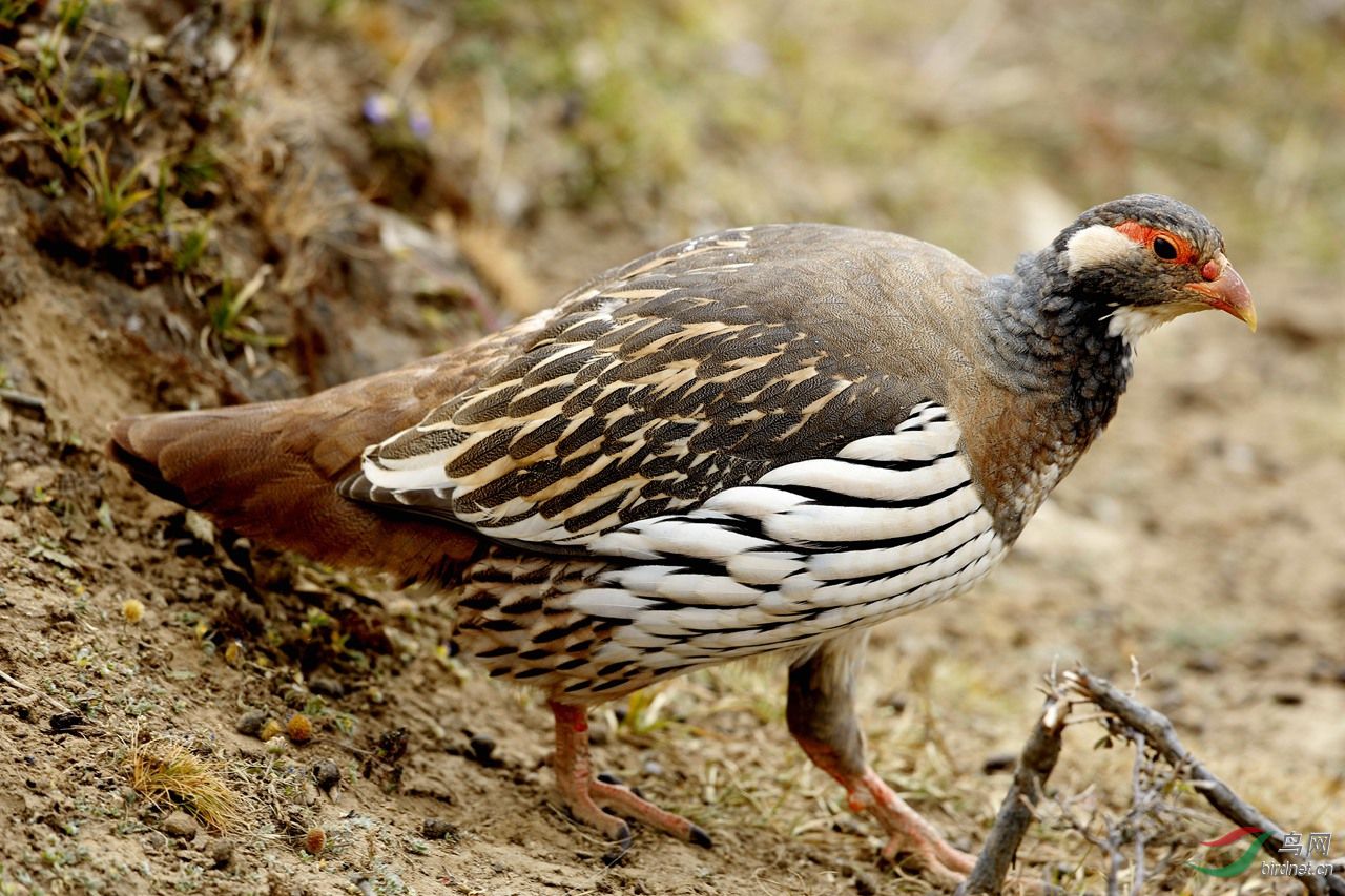  p>雪鸡(学名: i>tetraogallus /i>)共有5种,是世界上分布最高的雉类