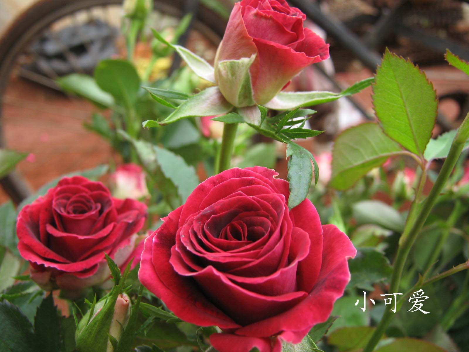  p>四大切花为月季,菊花,香石竹(即康乃馨),唐菖蒲(即剑兰).
