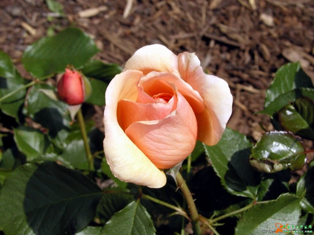  p>四大切花为月季,菊花,香石竹(即康乃馨),唐菖蒲(即剑兰).