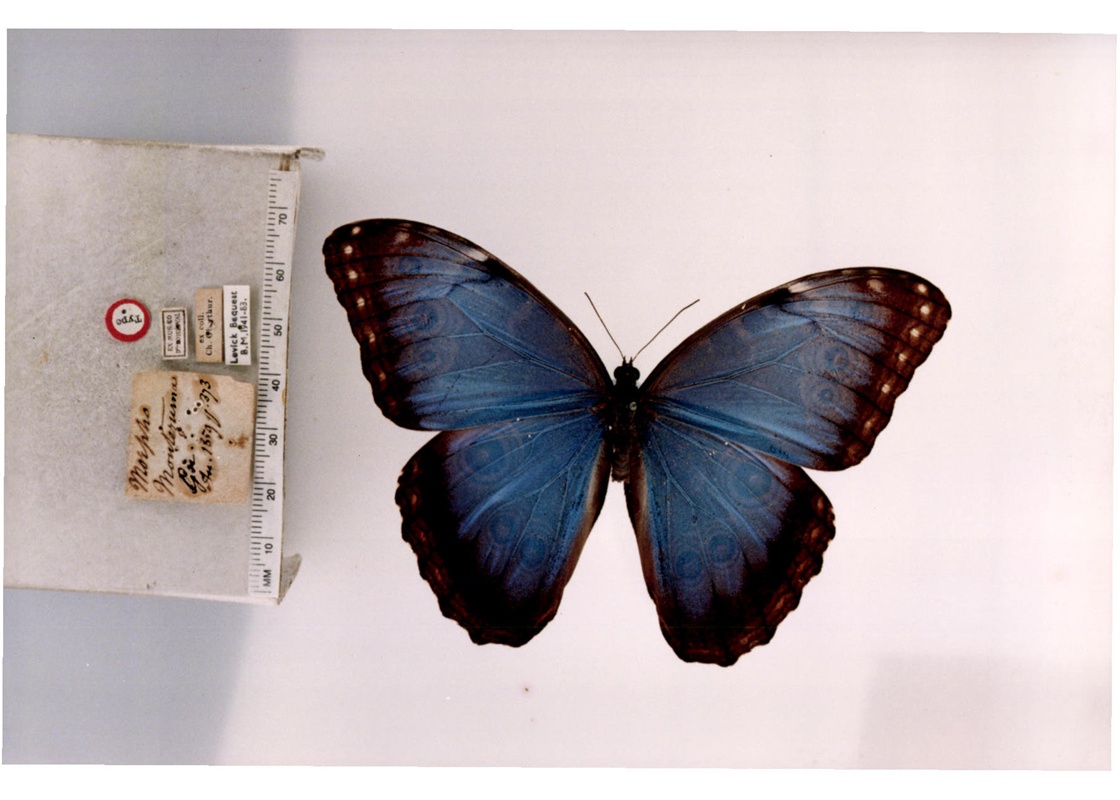  p>山闪蝶, i>morpho montezuma /i> (guenée, 1859),鳞翅目 a