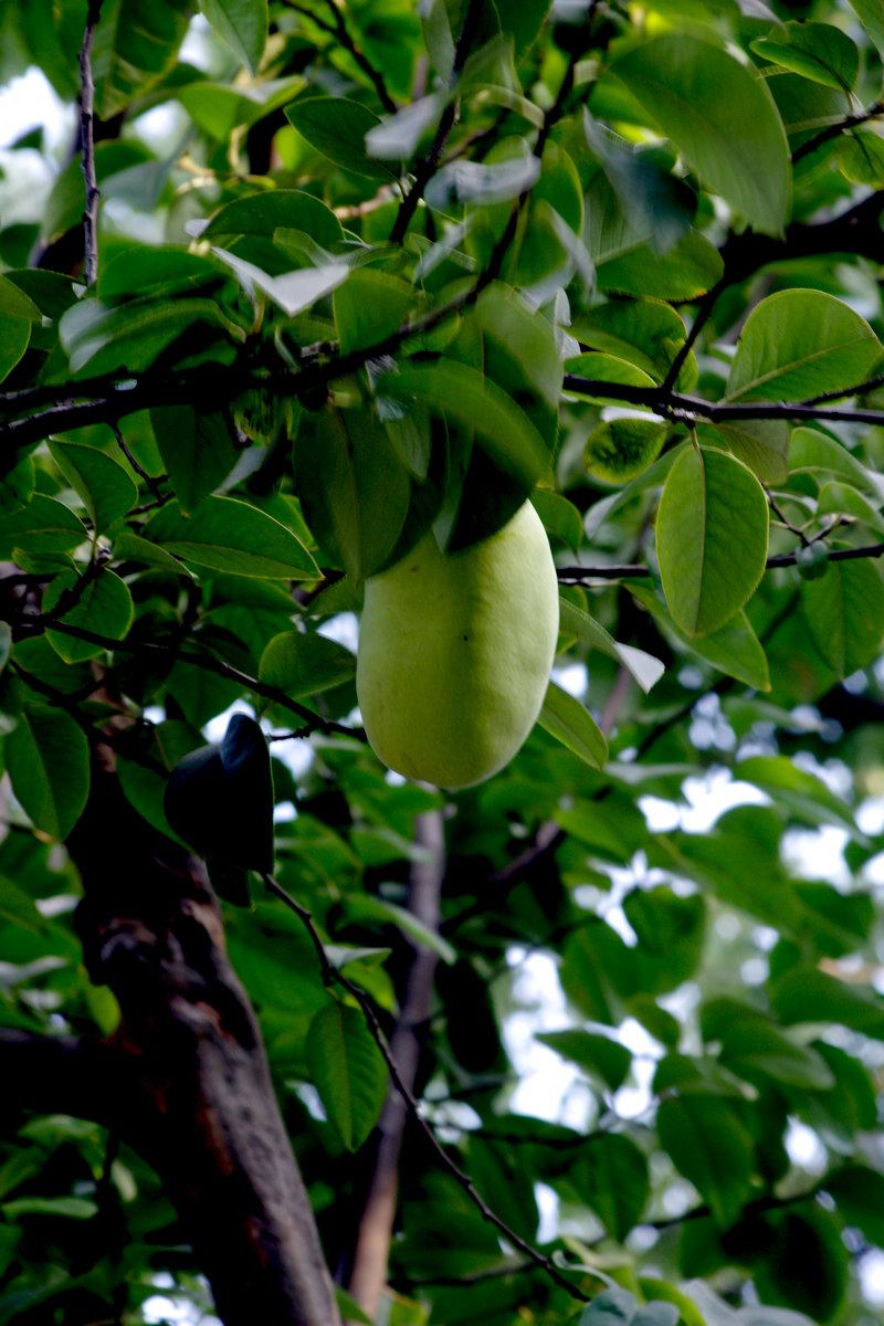  p>木瓜红属(rehderodendron )是 a target="_blank" href="/item