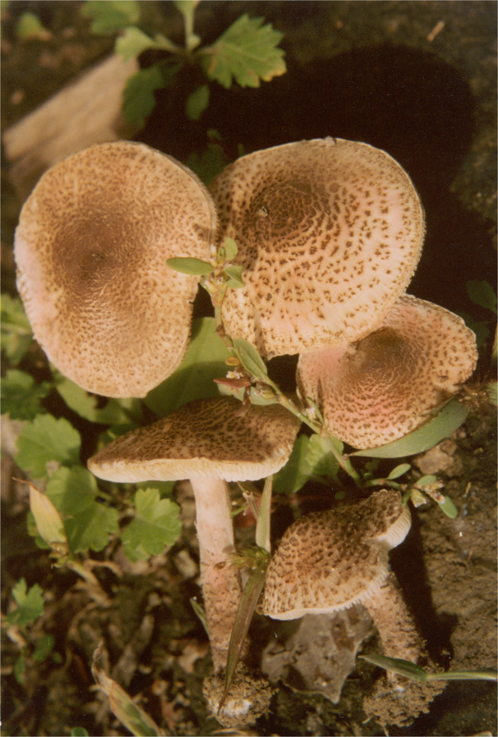 lepiota castanea quél