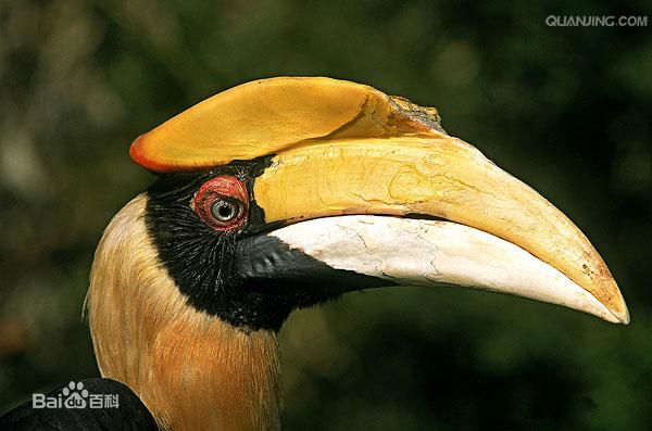 great pied hornbill