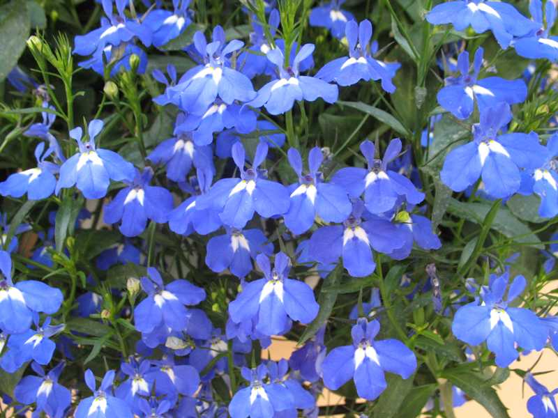 lobelia terminalis