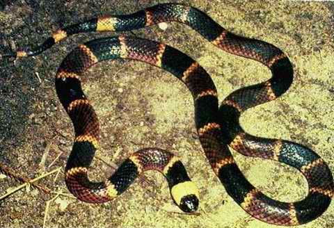  p>金黄珊瑚蛇, a target="_blank" href="/it