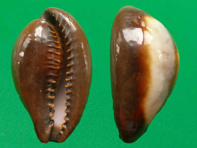  p>玛瑙宝螺(学名:erronea onyx onyx)是 a href="#">腹足纲 /a>宝螺