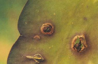 药用植物仙人掌炭疽病