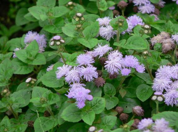 豆叶,霍纳中霍意为"香草",即"藿香".蒳,一种叶如棕榈的香草.