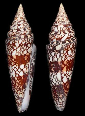 milneedwardsi milneedwardsi)壳体细长,花纹网格状,清晰美丽,贝壳
