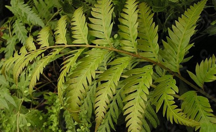  p>珠芽狗脊(学名: i>woodwardia prolifera /i> hook. et arn.