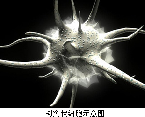 树突形细胞
