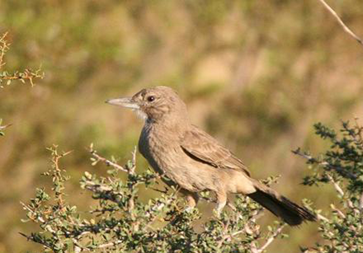 pseudoseisura gutturalis