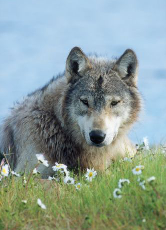  p>哈德逊湾狼(学名:canis lupus hudsonicus)是 a href="#" data