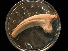 化石发现于加拿大亚伯达省的恐龙公园组,年代为白垩纪晚期的坎潘阶,约