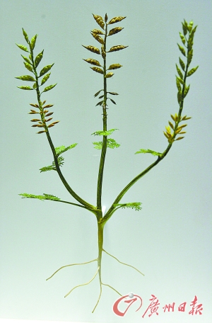  p>辽宁古果archaefructus liaoningensis sun et al.