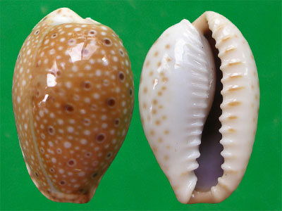  p>眼斑宝螺(学名:erosaria ocellata ocellata )是腹足纲宝螺科的 a