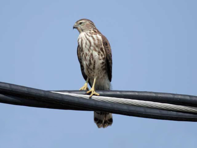  p>褐耳雀鹰(学名: i>accipiter badius /i>)为 a href="#" data