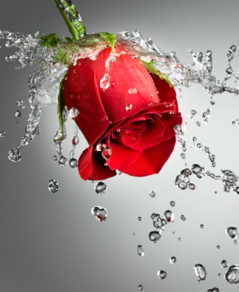 玫瑰花水