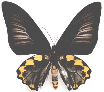 黄缘海滨裳凤蝶