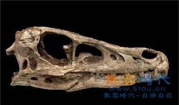 data-lemmaid="1516164">森林古猿分化出来的古猿,其化石最早于