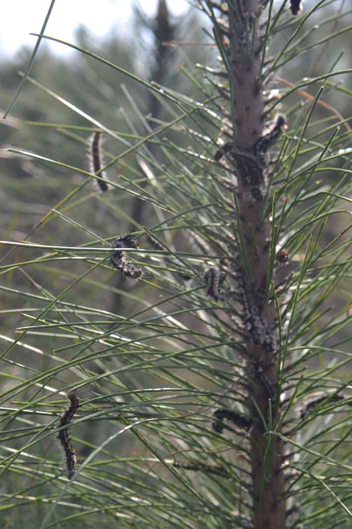  p>松毛虫  i>dendrolimus  /i>是 a target="_blank" href="/item/鳞