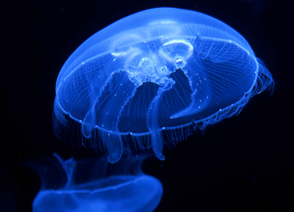  p>水母(英文名称:jelly fish):是水生环境中重要的 a target="_blank