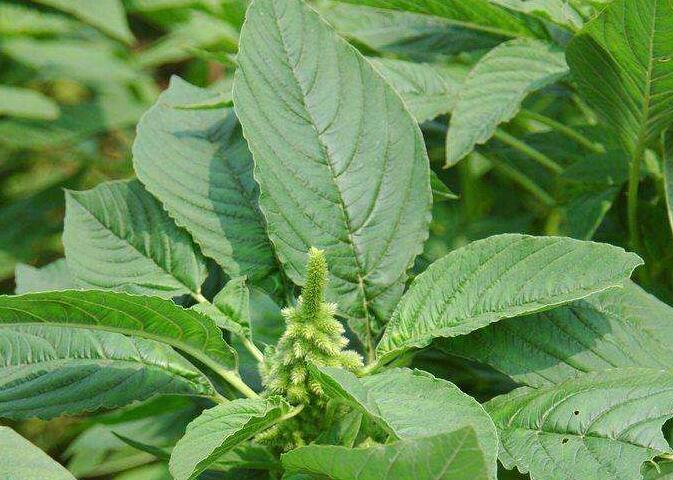  p>反枝苋(学名: i>amaranthus retroflexus /i> l.